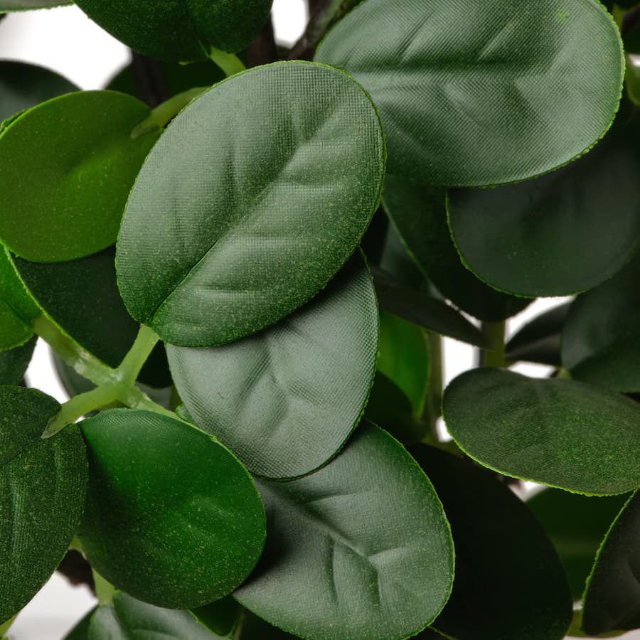 Potted plant - Case View